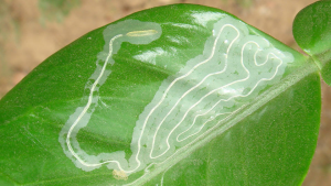 Phyllocnistis citrella