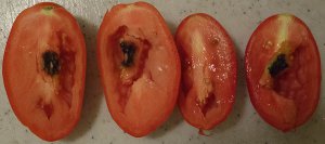 Domestic black mold of tomatoes