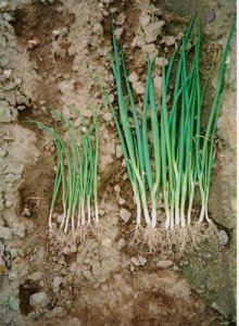 Fertilization and plant nutrition of onions