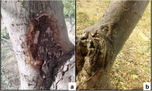 phytophthora gummosis citrus