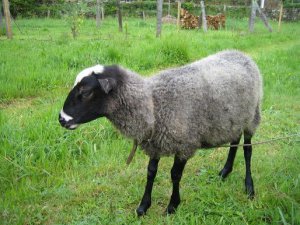 گوسفند رومانف