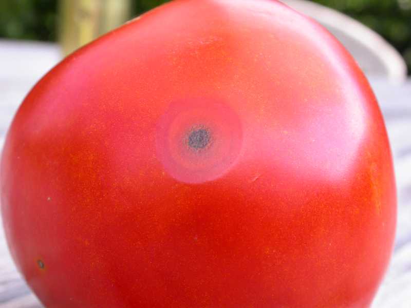 عارضه ‌های میوه گوجه فرنگی