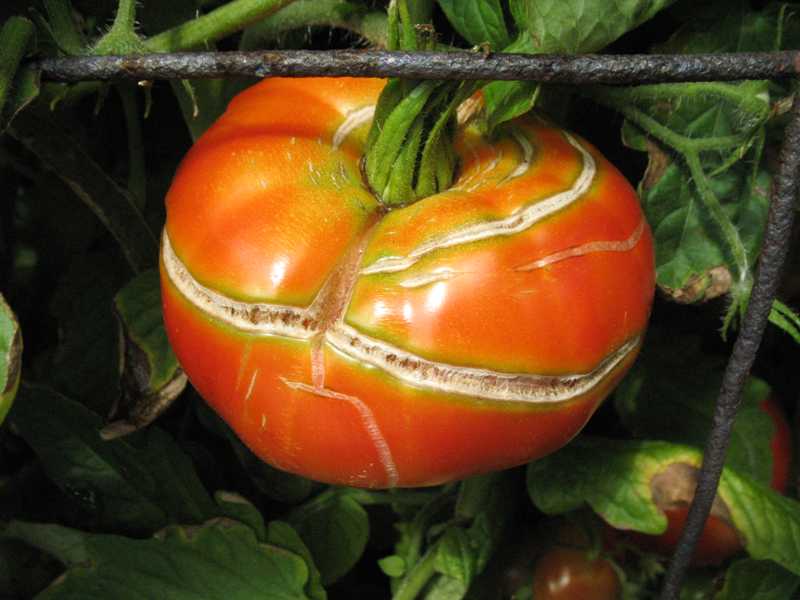 عارضه ‌های میوه گوجه فرنگی