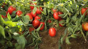 Tomatoes of Aria Grand cultivar