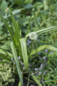 Allium hirtifolium Boiss