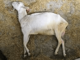 علت پرخوری بز یا گوسفند چیست؟