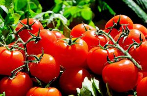 بذر گوجه فرنگی هیبرید جانان (سرن)