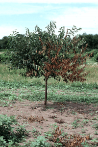 ۵ بیماری درختان میوه