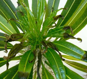 Madagascar Palm
