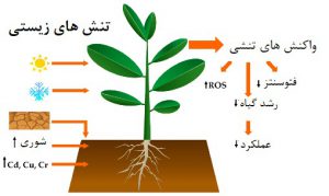 افزایش مقاومت گیاهان به استرس۱۲