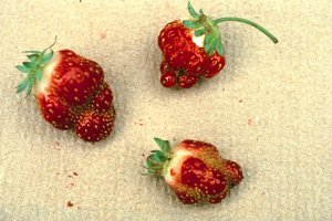 عناصرغذایی مورد نیاز گیاه توت فرنگی