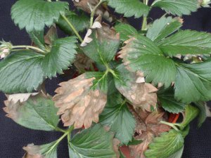 Nutrients needed by the strawberry plant