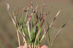 Symptoms of phosphorus deficiency in wheat