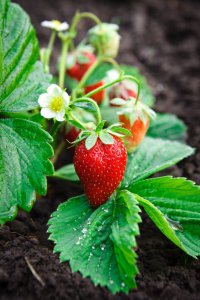 عناصر غذایی مورد نیاز گیاه توت فرنگی