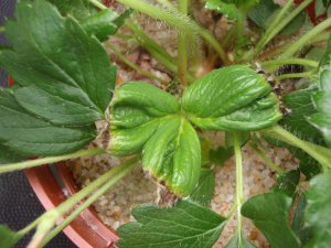 Nutrients needed by the strawberry plant