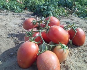 بذر گوجه فرنگی هیبرید وایکینگ گنتو ترکیه