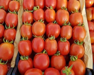 بذر گوجه فرنگی هیبرید وایکینگ گنتو ترکیه