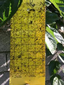 چسب زرد حشرات