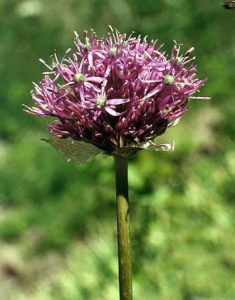 Allium hirtifolium Boiss