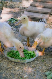 Feeding and feeding domestic ducks