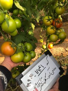 بذر گوجه فرنگی هیبرید رقم برتا (BERTA F1) چین