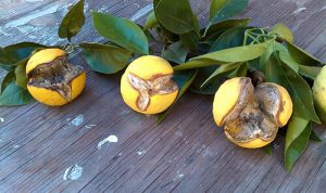 علت ترکیدگی میوه مرکبات-شکاف میوه مرکبات-Fruit Splitting- امداد کشاورز