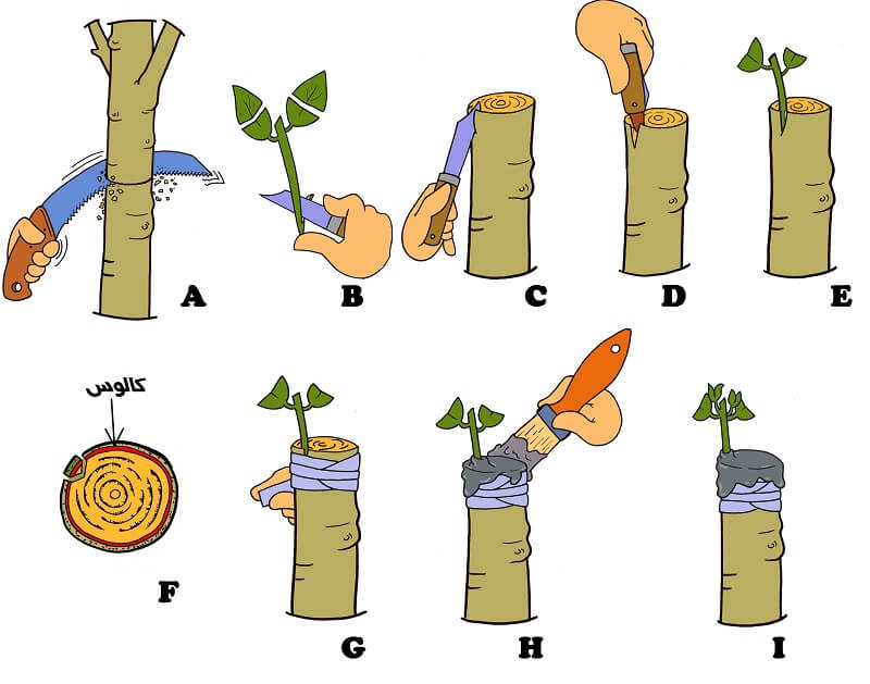 آموزش پیوند زدن درختان