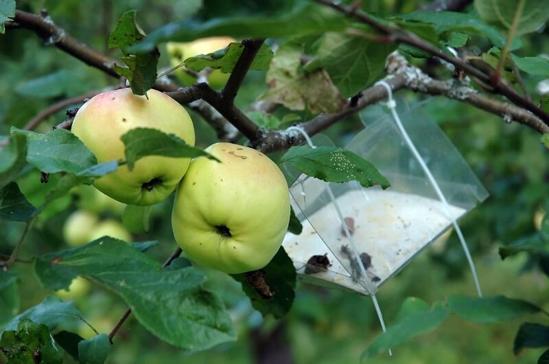 کنترل بیولوژیک آفات درخت سیب