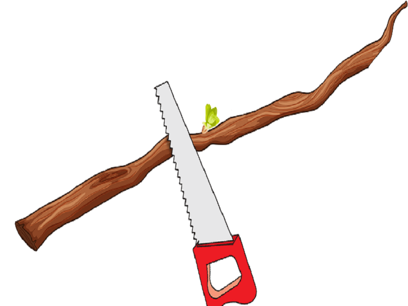 بریدن قلمه از درخت گردو